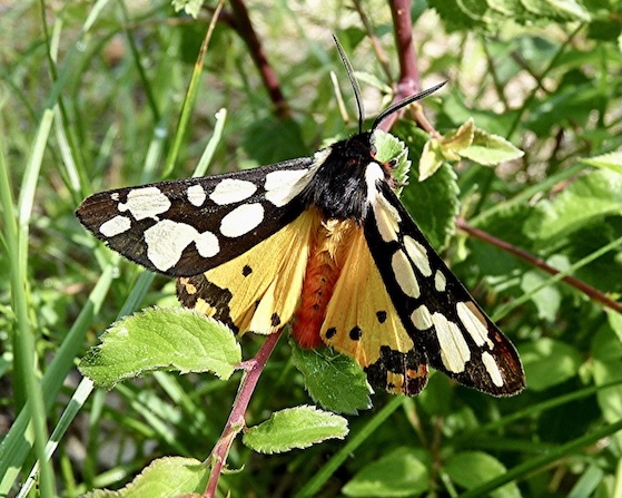 cream-spot tiger